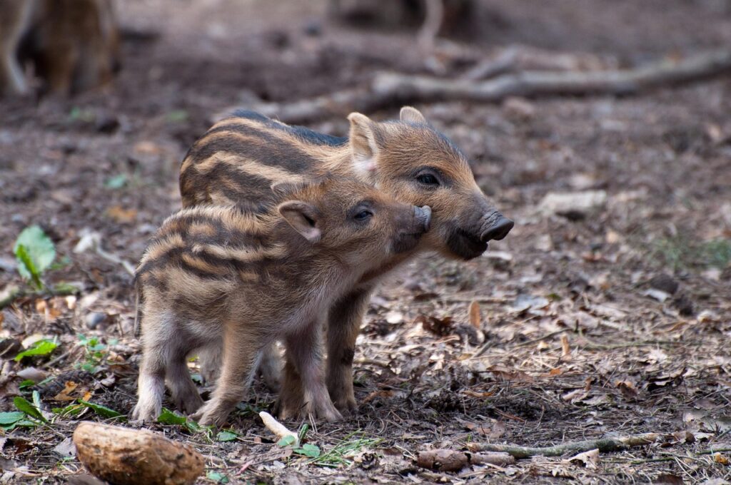 rookies, wild boars, spring, wild, wild boar, sow, mammal, bristles, nature, forest, pig, wild boar, pig, pig, pig, pig, pig