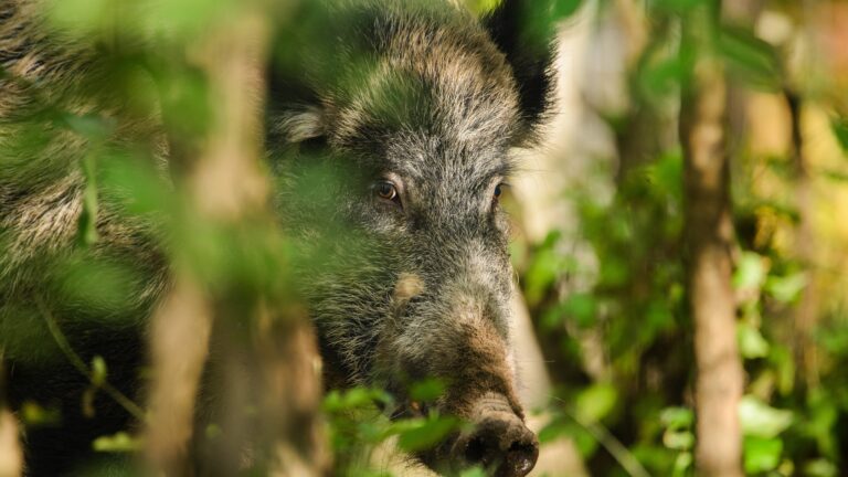 Comment chasser le sanglier « en vidéo » ?