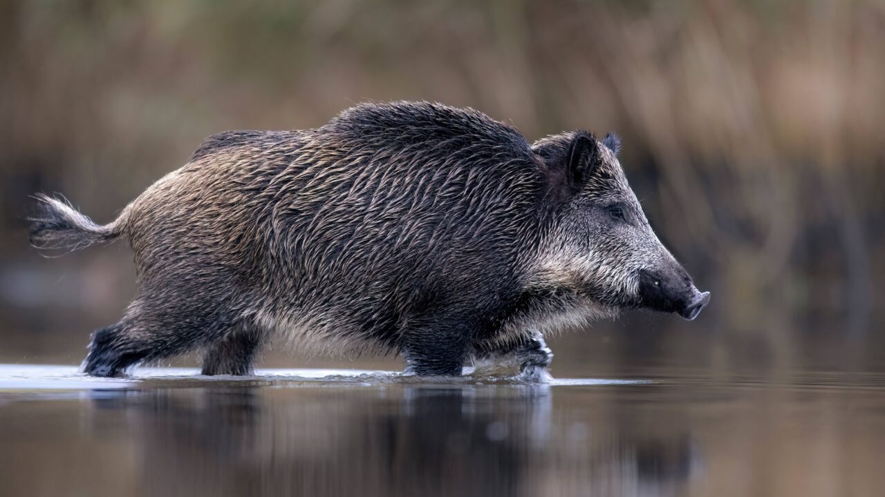 Quand chasser le sanglier en France ?