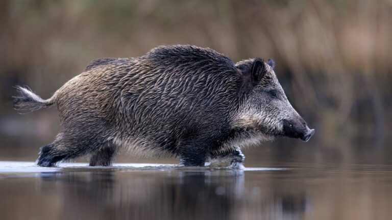 Quand chasser le sanglier en France ?