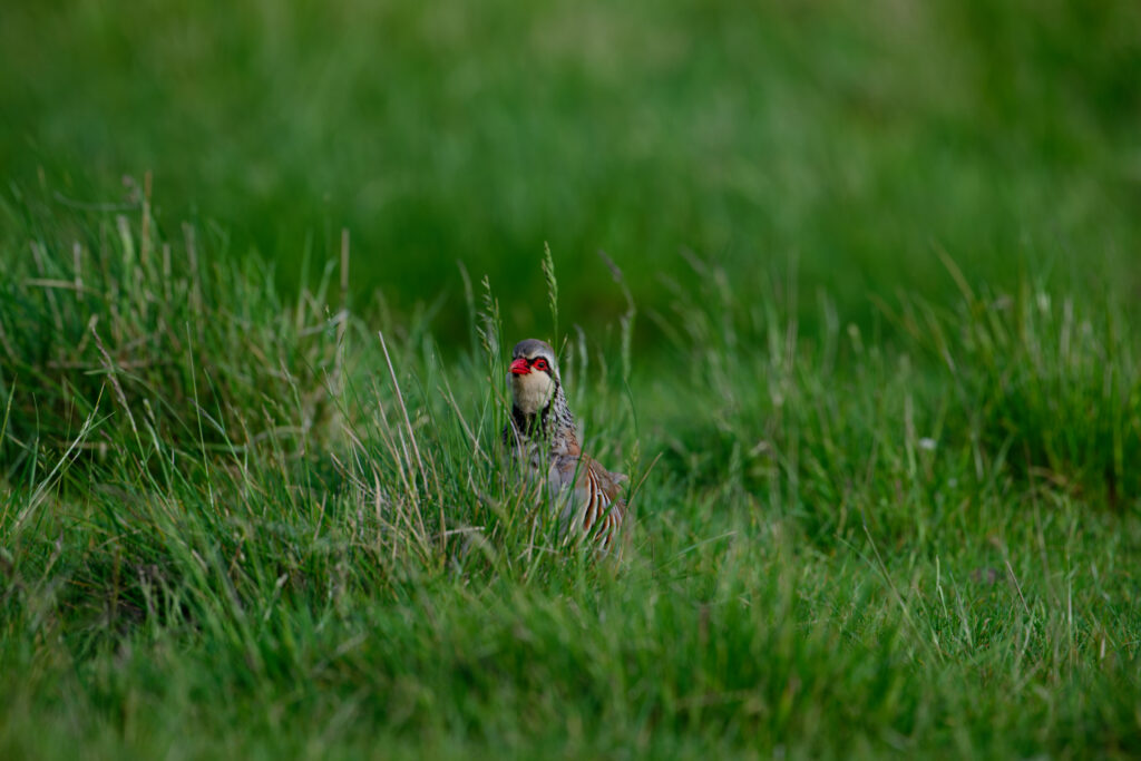 Les chasseurs de Haute-Garonne suivent la perdrix rouge par GPS pour mieux comprendre son comportement
