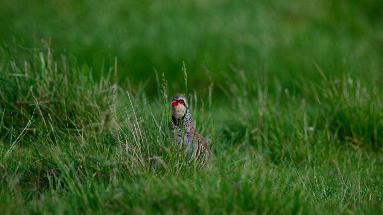 Les chasseurs de Haute-Garonne suivent la perdrix rouge par GPS pour mieux comprendre son comportement