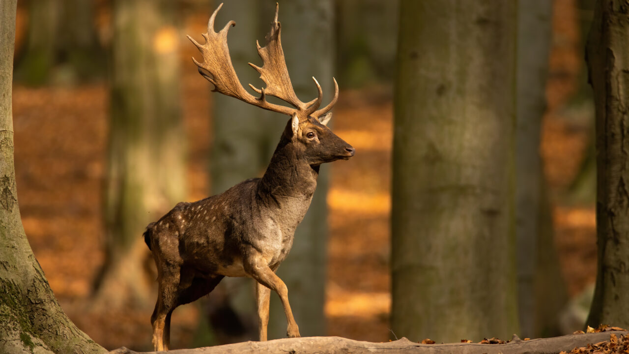 Pourquoi la Hongrie attire-t-elle autant les chasseurs français ?