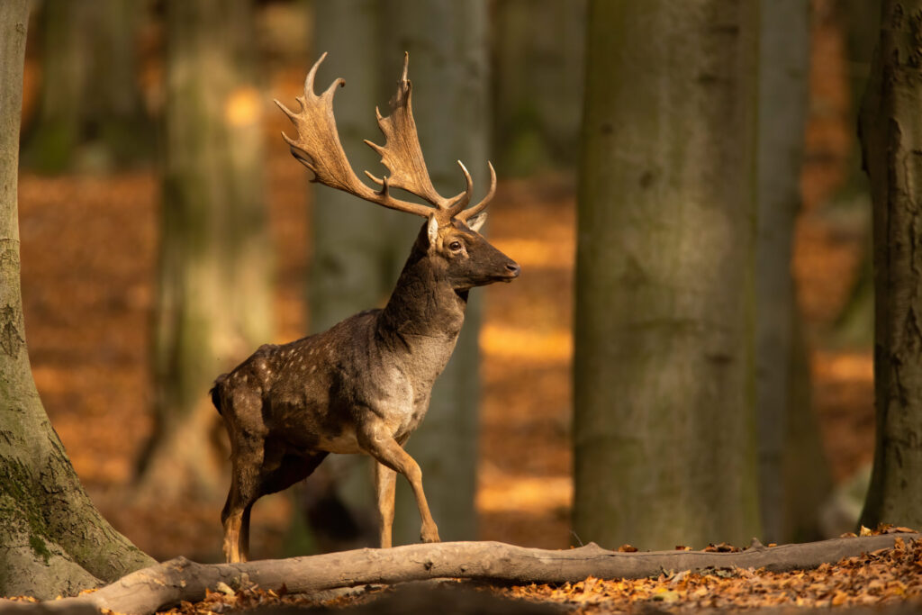 Pourquoi la Hongrie attire-t-elle autant les chasseurs français ?