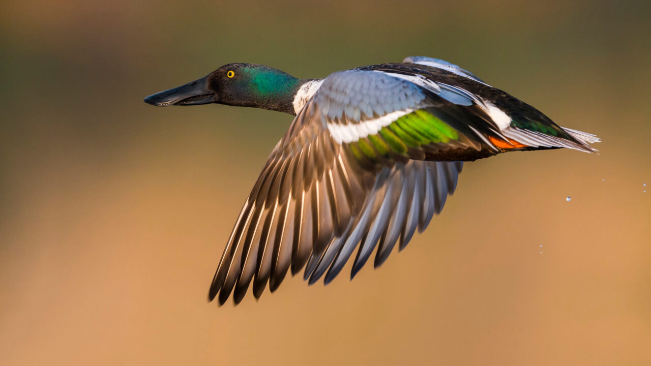 Le canard souchet en France