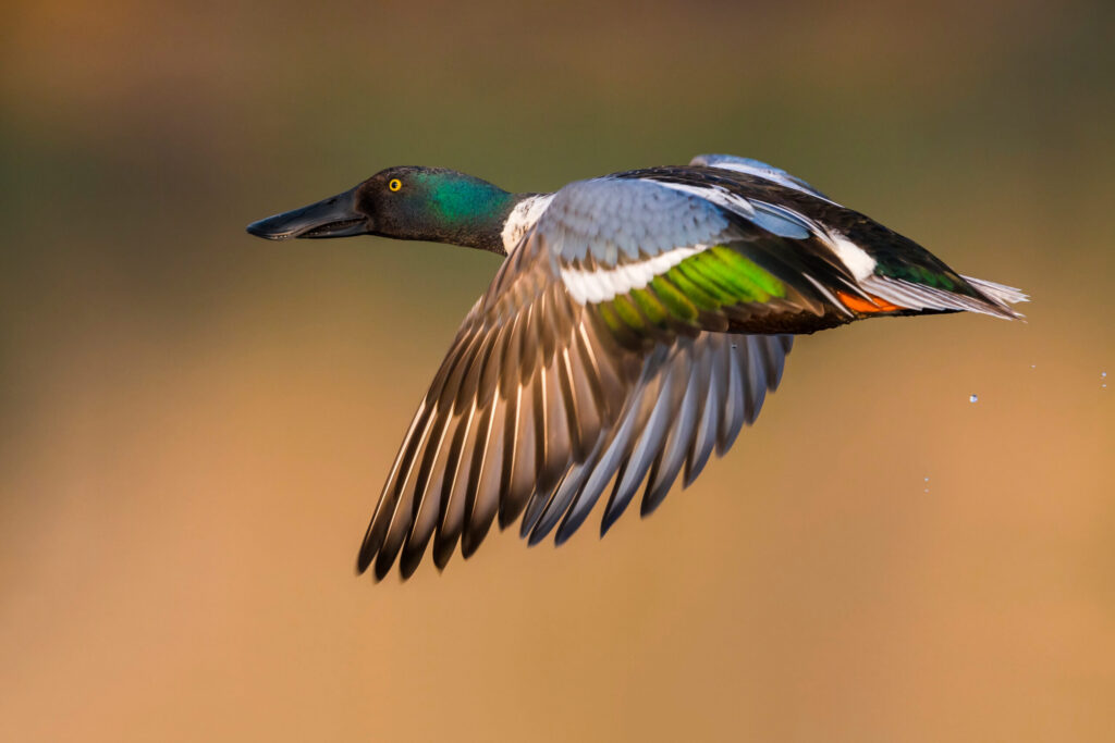 Le canard souchet en France