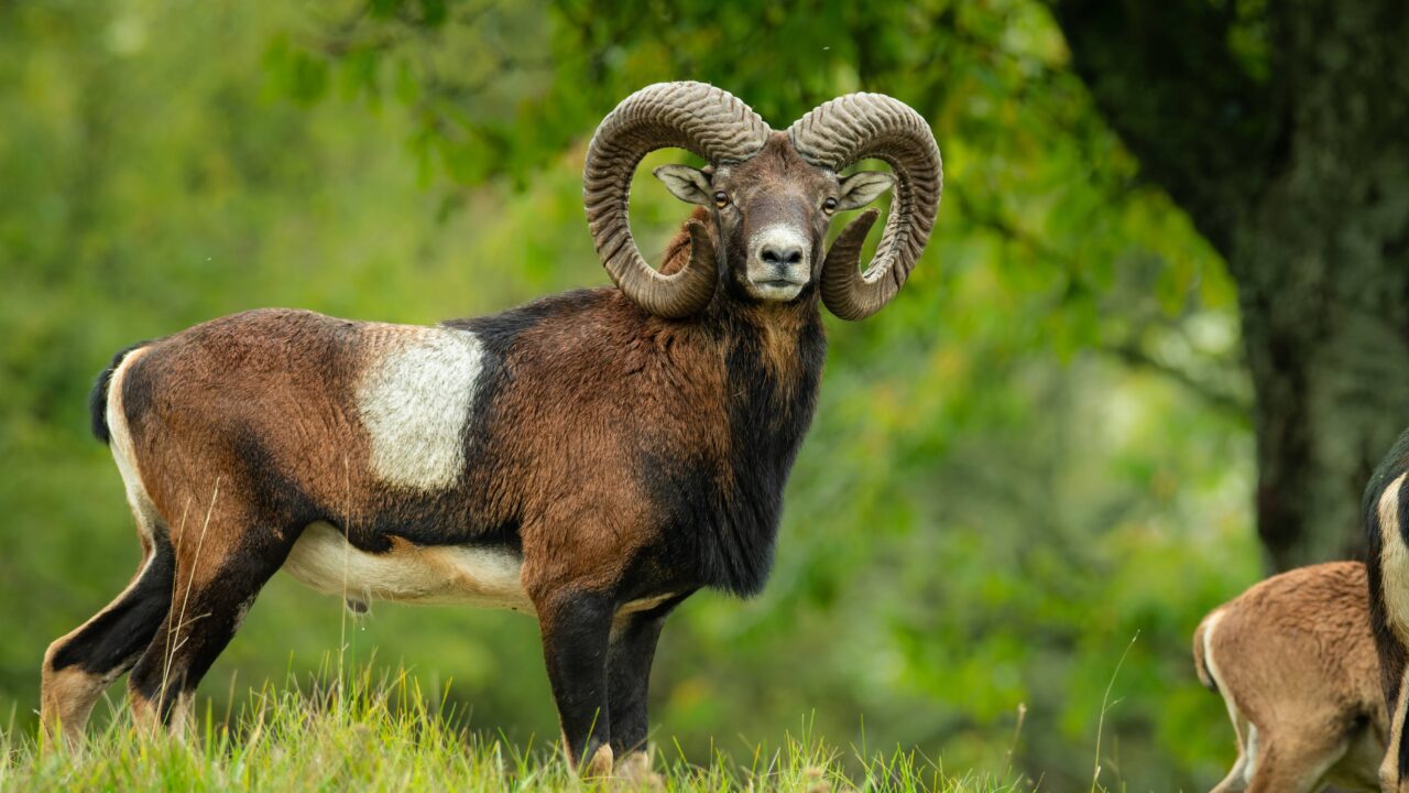 Le mouflon en France