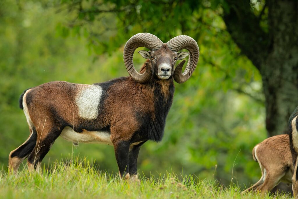 Le mouflon en France