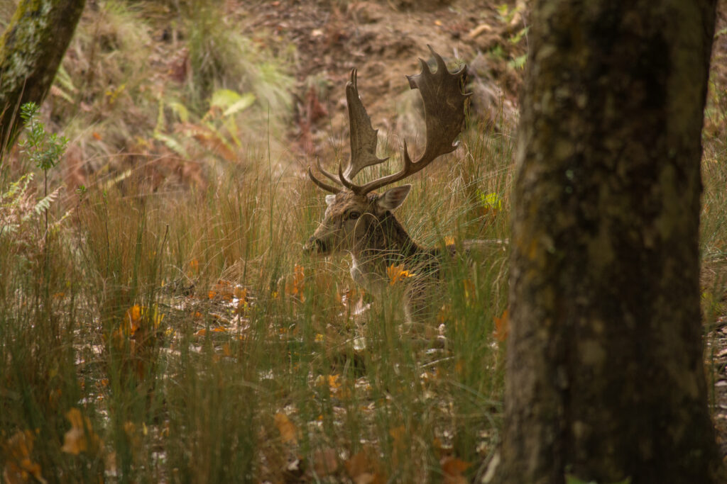 Chasse au Portugal : entre traditions ibériques et territoires d’exception
