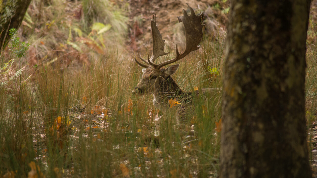 Chasse au Portugal : entre traditions ibériques et territoires d’exception