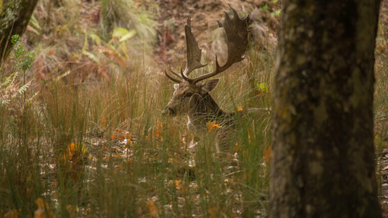Chasse au Portugal : entre traditions ibériques et territoires d’exception