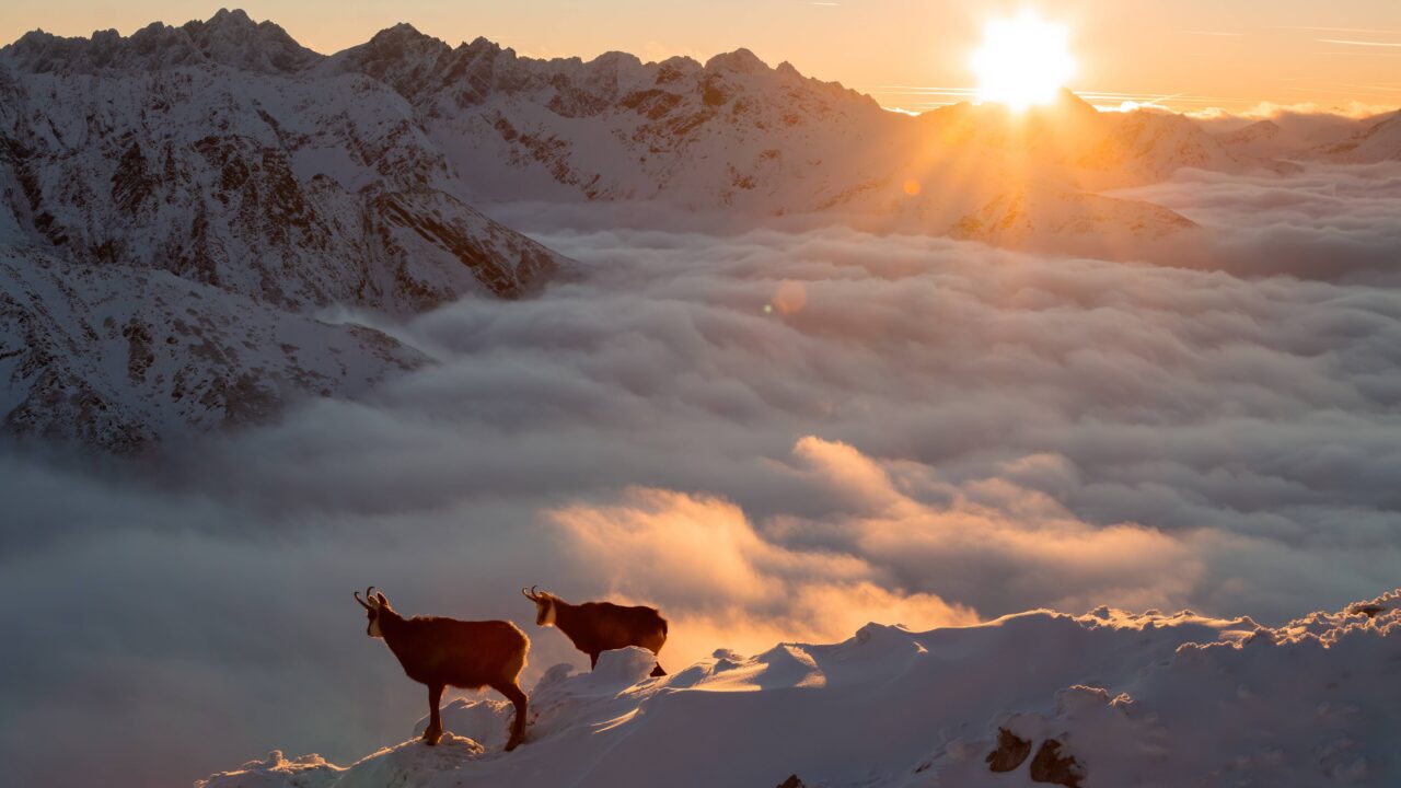 Quels sont les jours de chasse en Savoie?