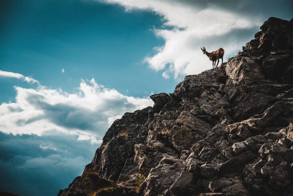 Quelle longue-vue choisir pour la chasse ?