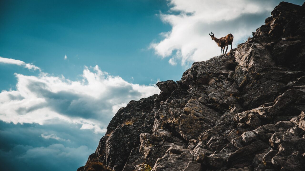 Quelle longue-vue choisir pour la chasse ?