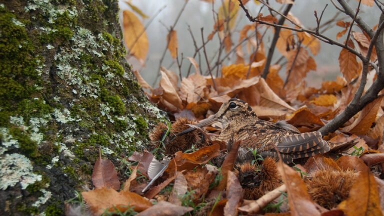 Un sanctuaire pour les bécasses créé par les chasseurs du Cher