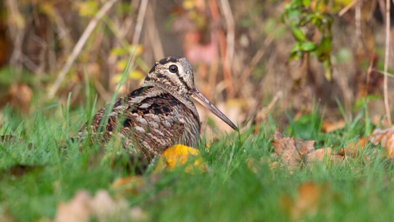 La bécasse en France