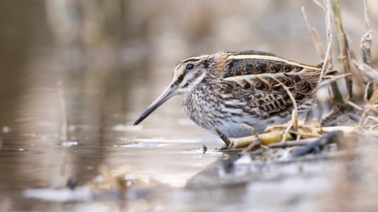 La bécassine sourde  en France