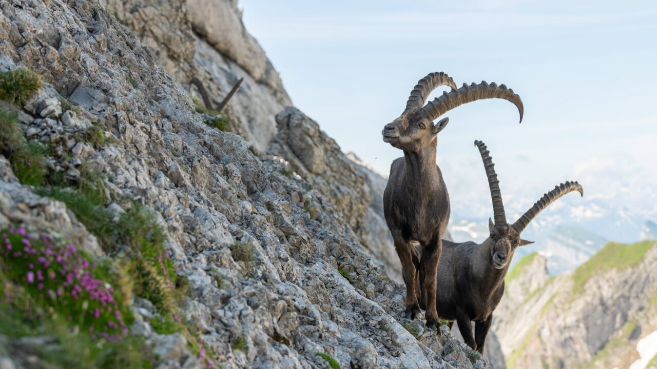 Le bouquetin en France