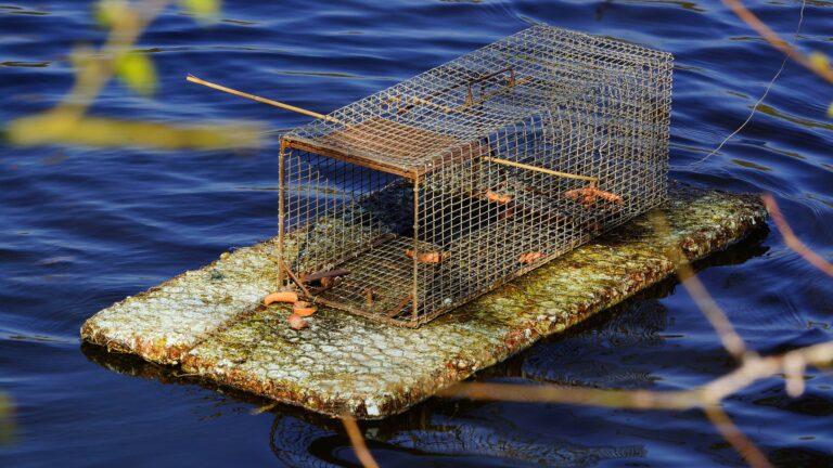 Existe-t-il un permis de piéger en France ?