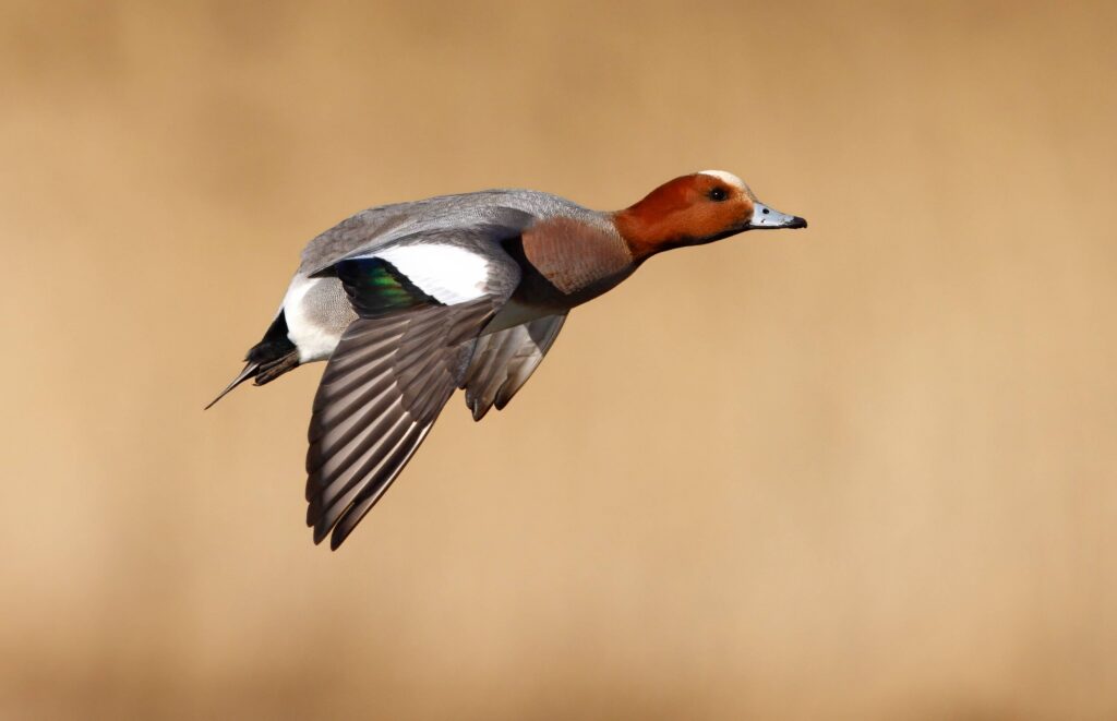 Le canard siffleur en France