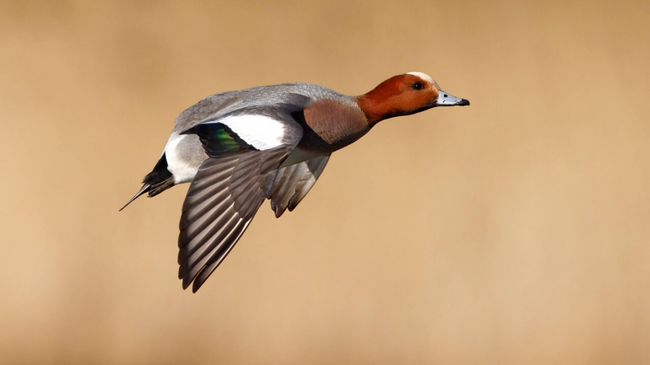 Le canard siffleur en France