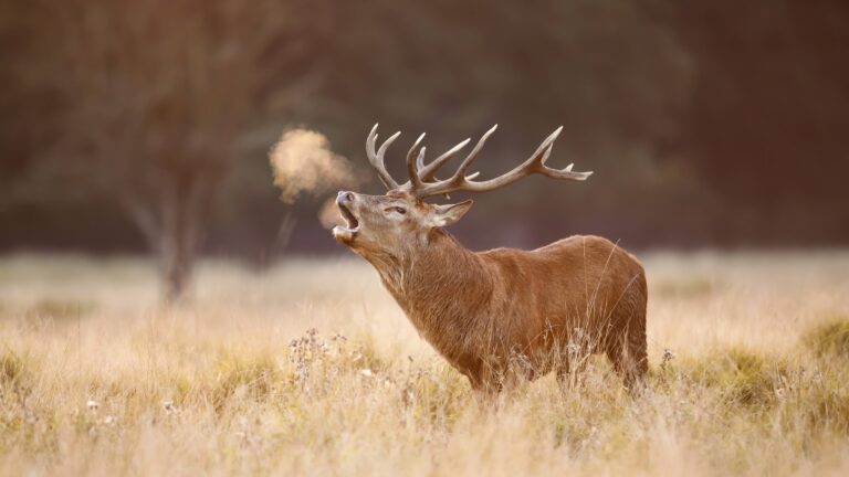Pourquoi la Pologne attire-t-elle les chasseurs français ?