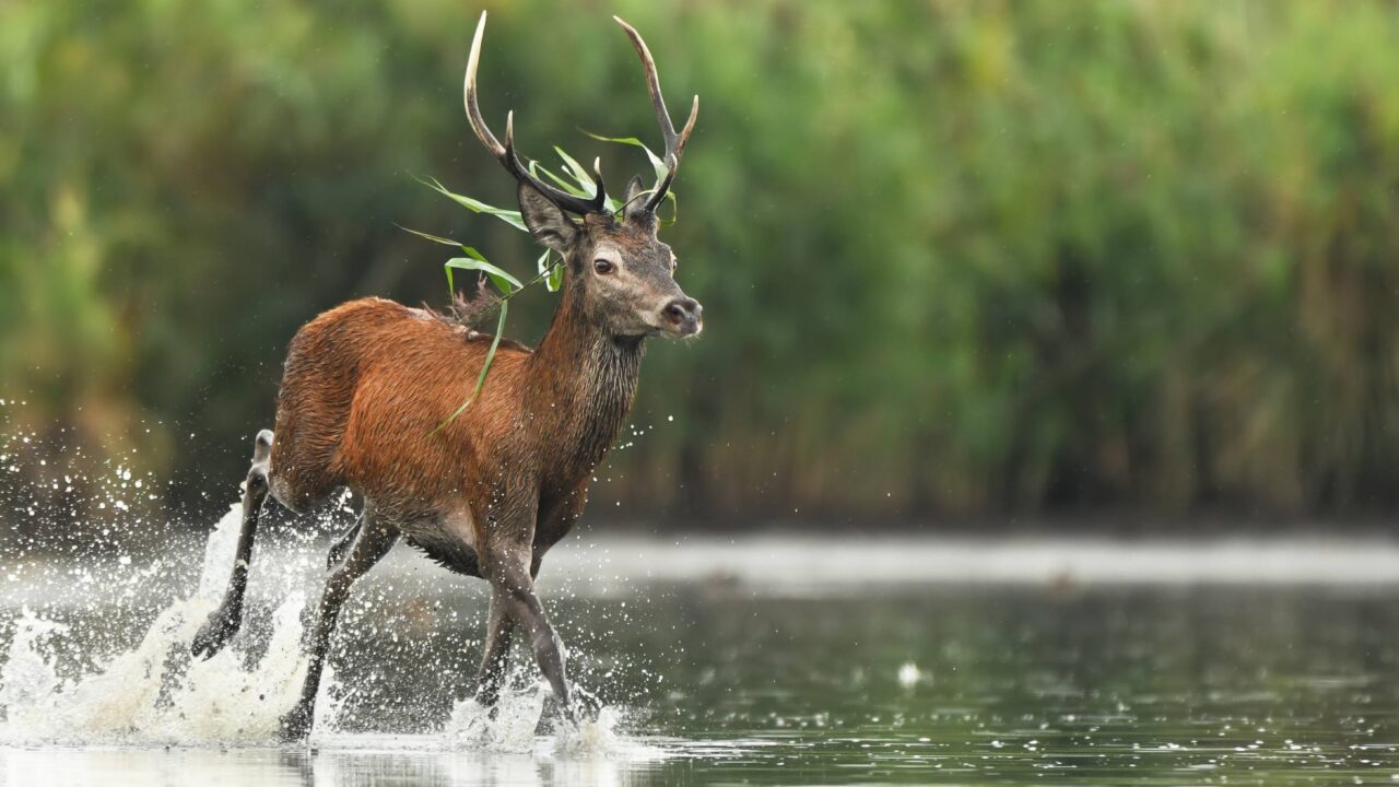 Quel est le meilleur calibre pour le cerf ?