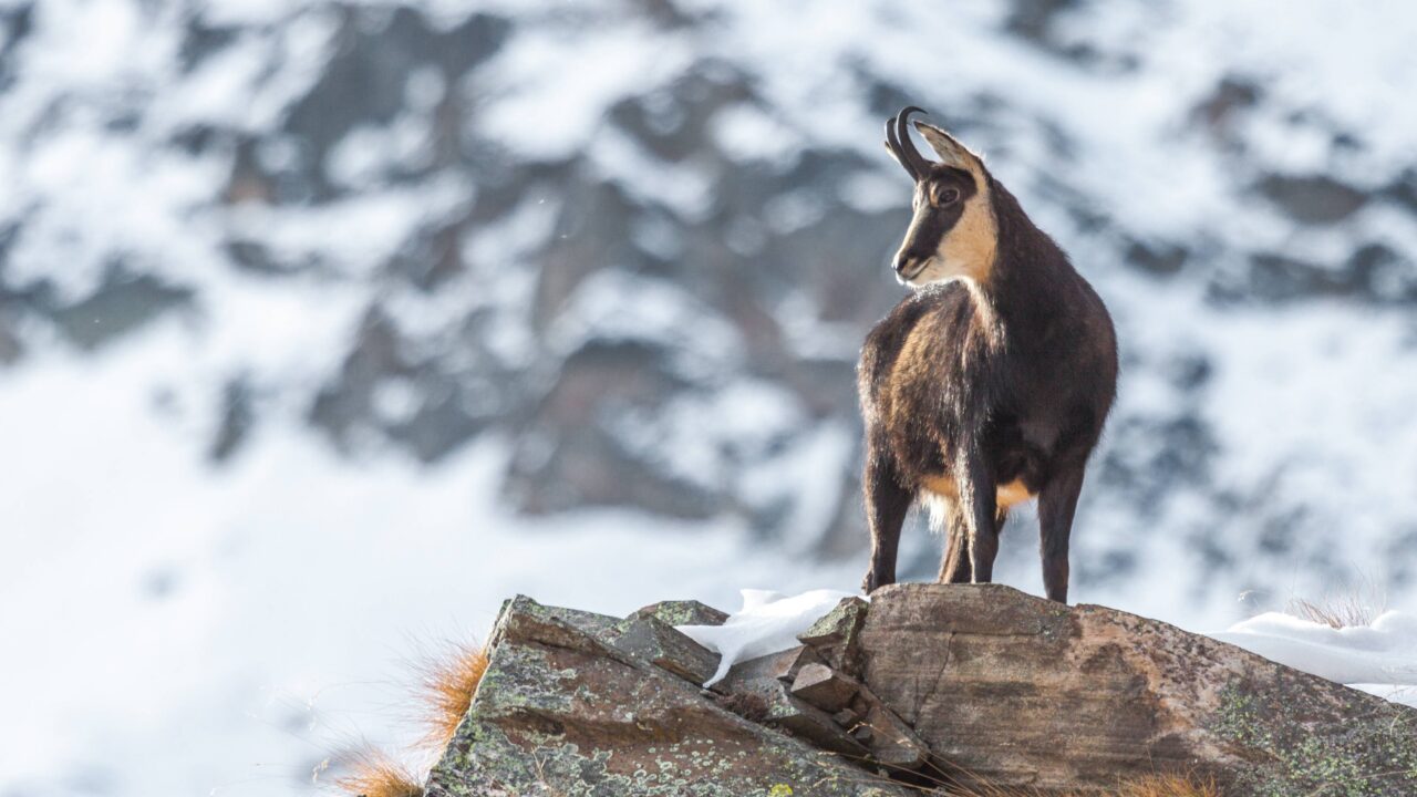 Le chamois en France