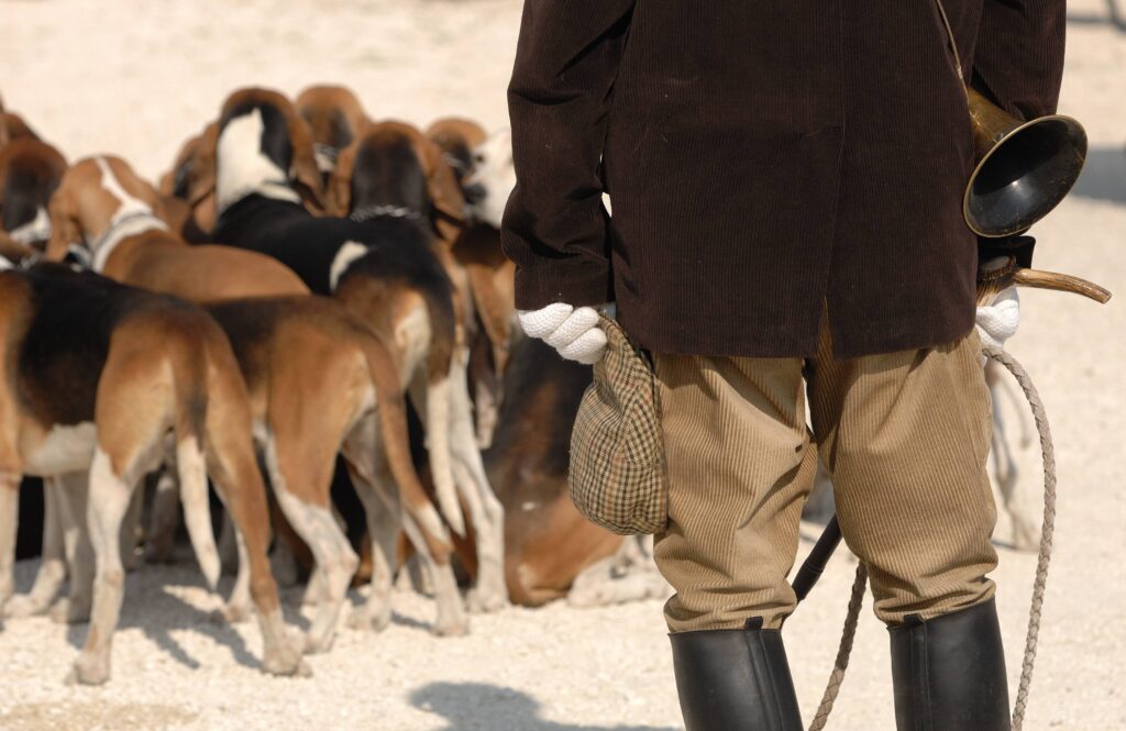 Chasse à courre : pourquoi ne pas proposer un permis de chasser dédié ?