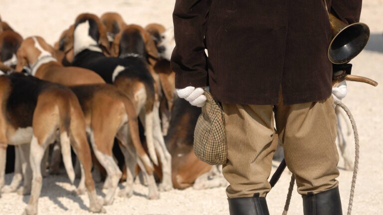 Chasse à courre : pourquoi ne pas proposer un permis de chasser dédié ?