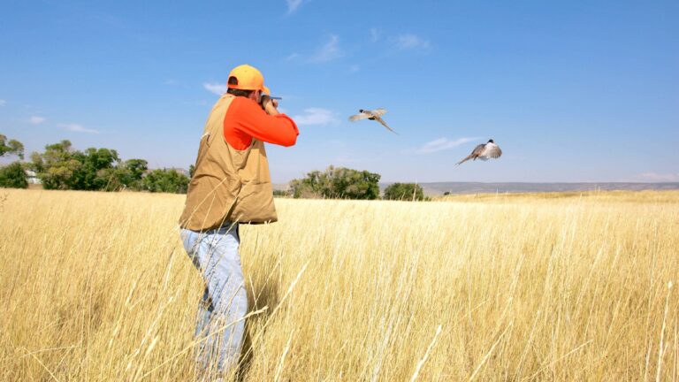 Quels calibres sont recommandés pour la chasse du petit et du grand gibier?
