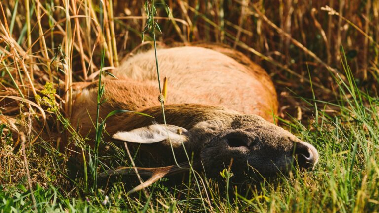 Chevreuils adultes retrouvés morts : ce que disent vraiment les indices sanitaires ?