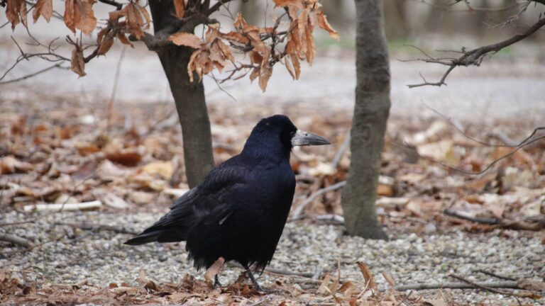 Le corbeau freux en France
