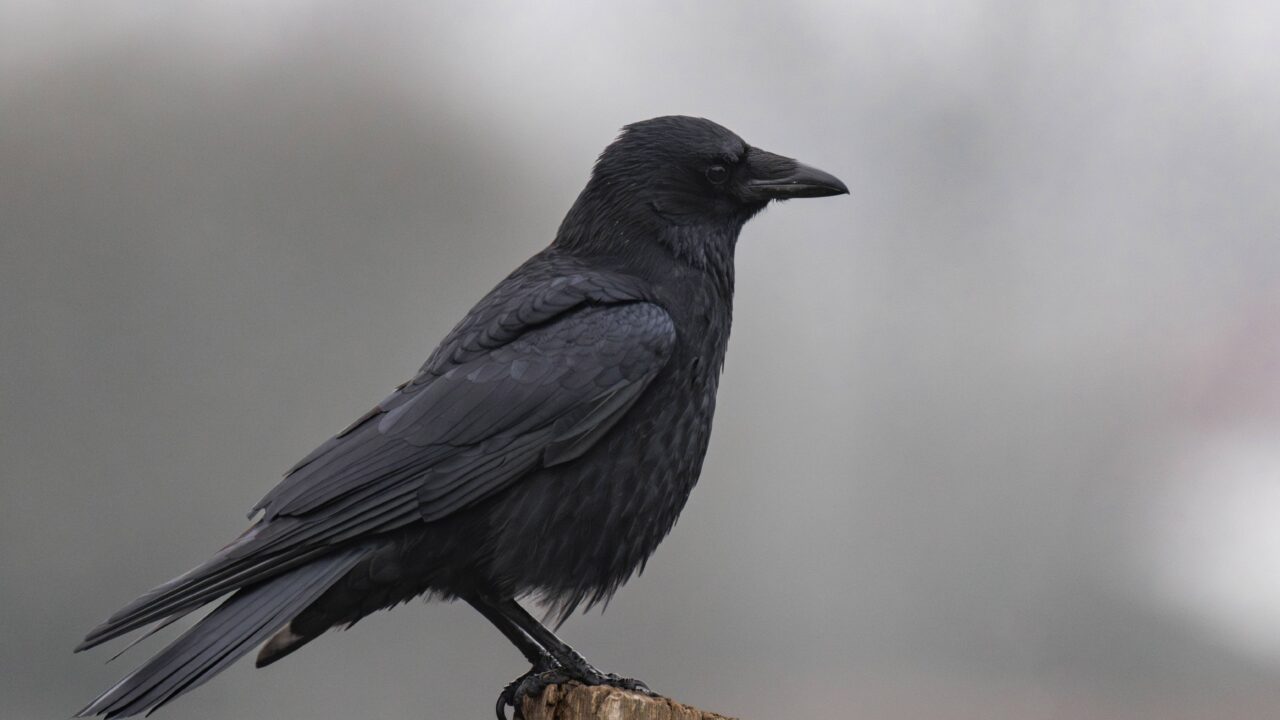 La corneille noire en France