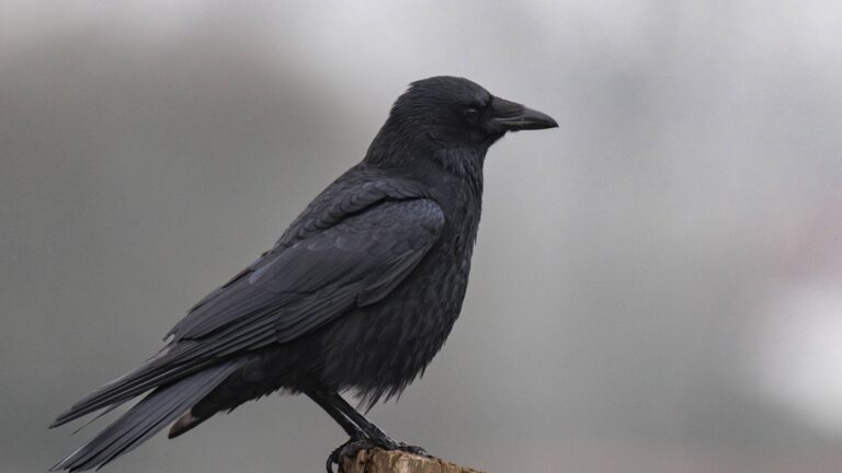 La corneille noire en France
