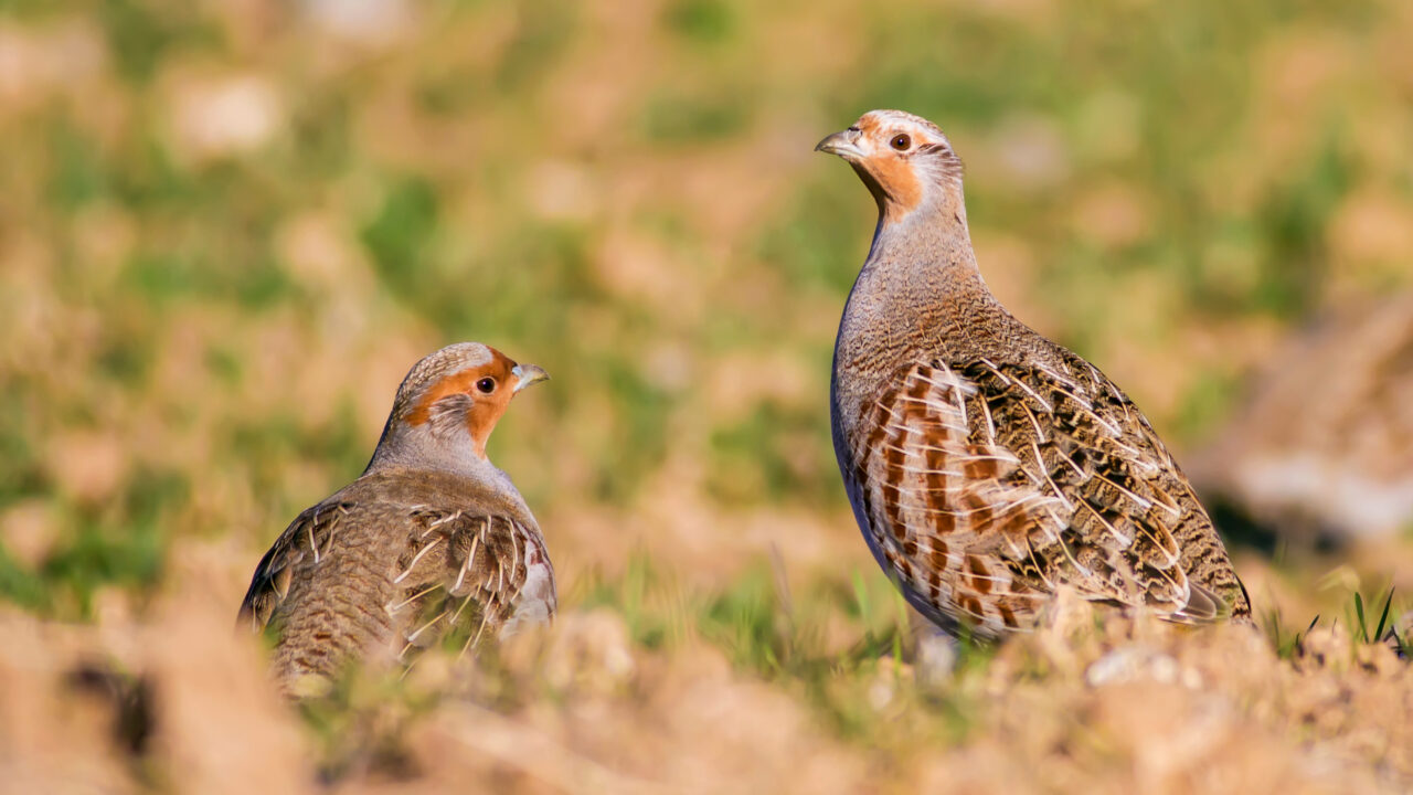 La perdrix grise en France
