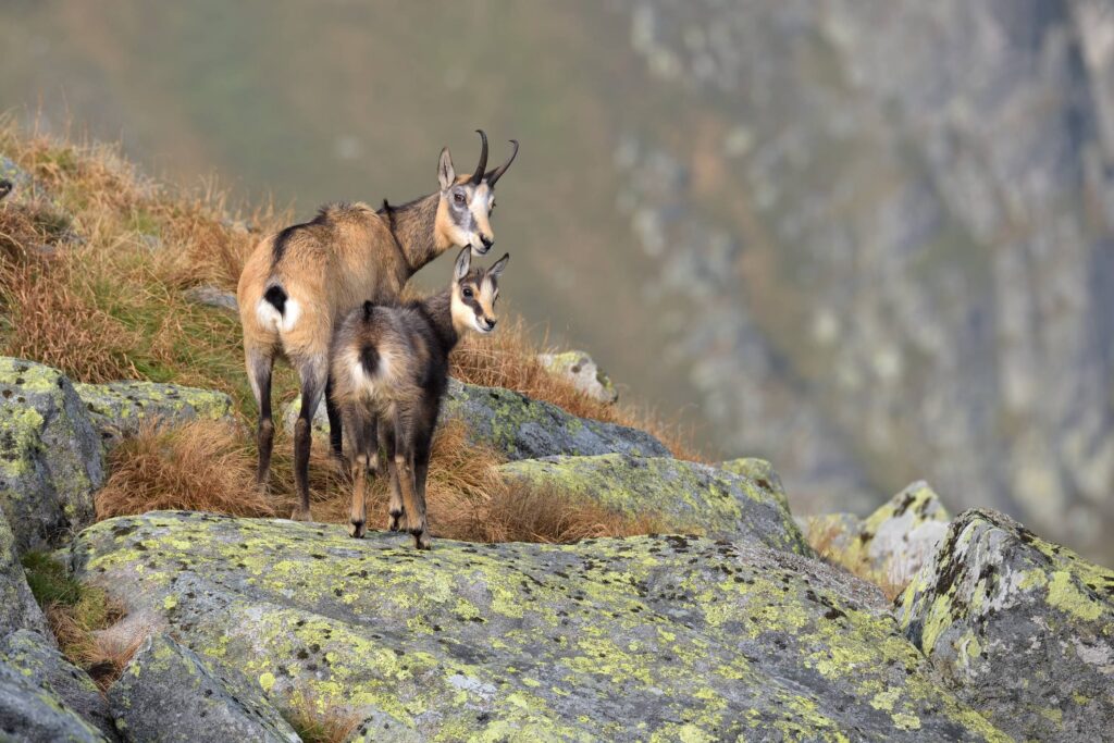 Les chasseurs des Hautes-Alpes innovent pour le suivi scientifique du chamois
