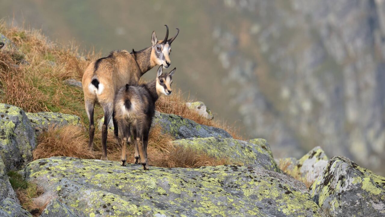 Les chasseurs des Hautes-Alpes innovent pour le suivi scientifique du chamois