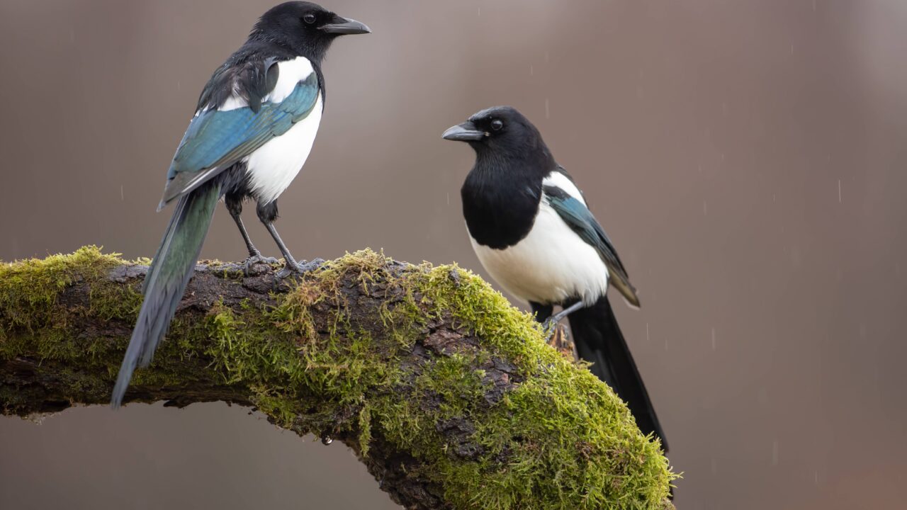 La pie bavarde en France