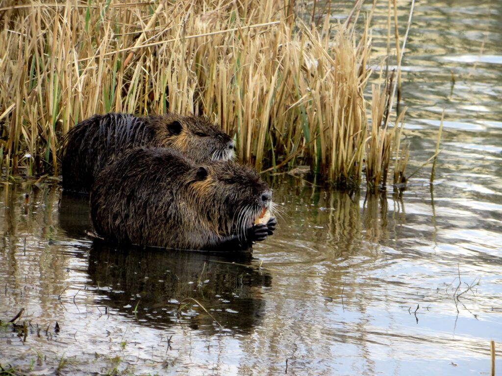Pourquoi le chasseur, en régulant le ragondin, aide-t-il la biodiversité ?