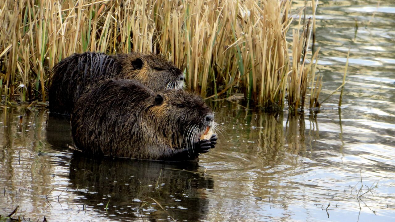 Pourquoi le chasseur, en régulant le ragondin, aide-t-il la biodiversité ?