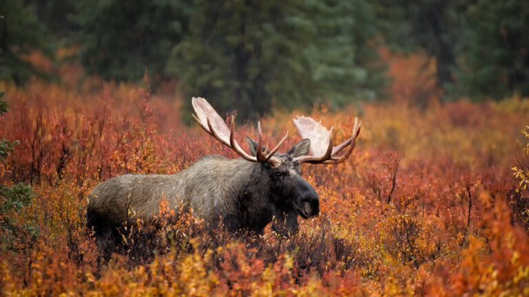 Canada : Un territoire de chasse grand comme un continent