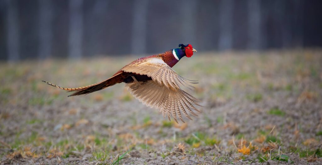 Le faisan commun en France