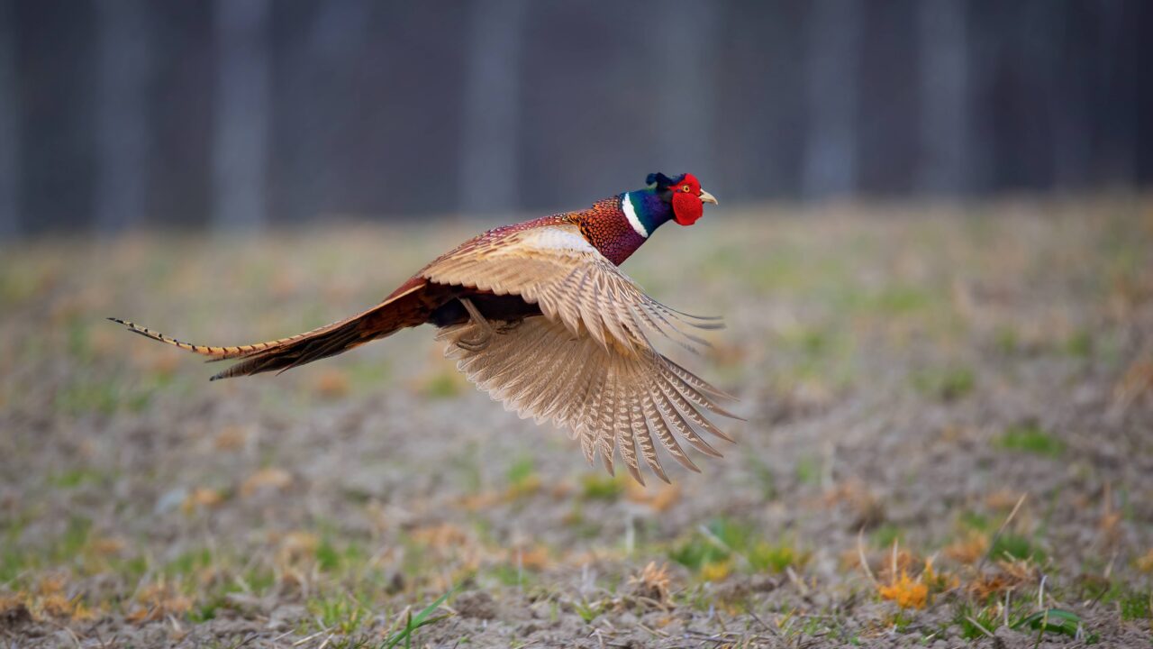 Le faisan commun en France