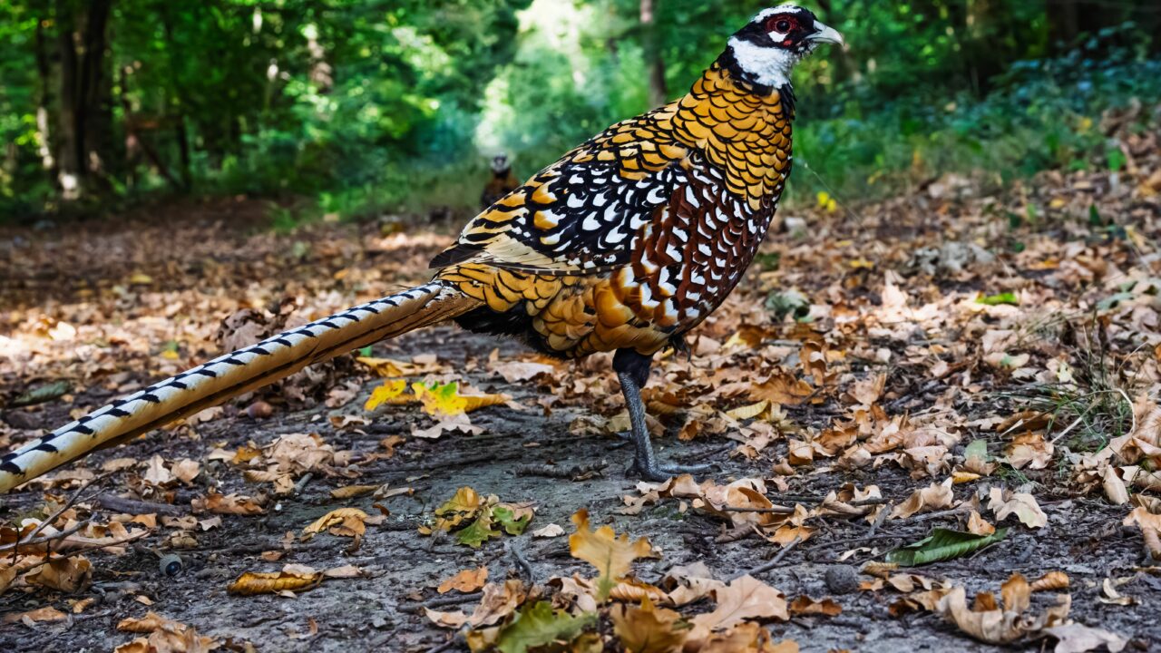Le faisan vénéré en France