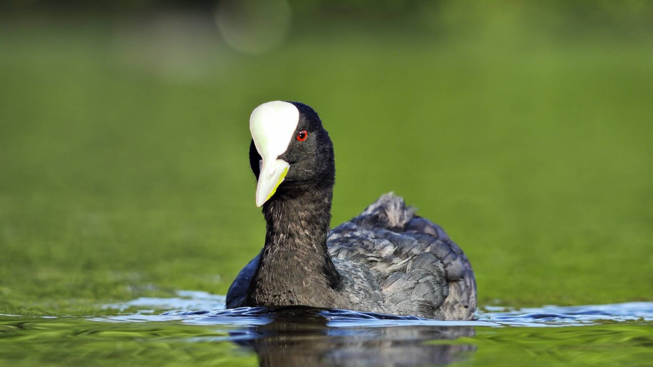 La foulque macroule en France