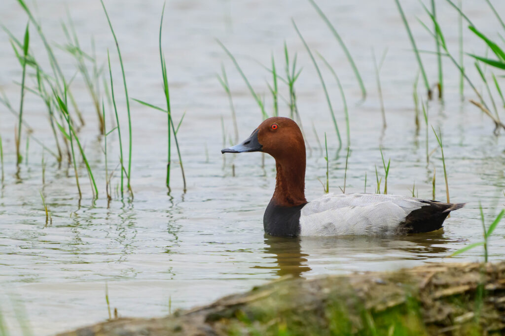 Le fuligule milouin en France