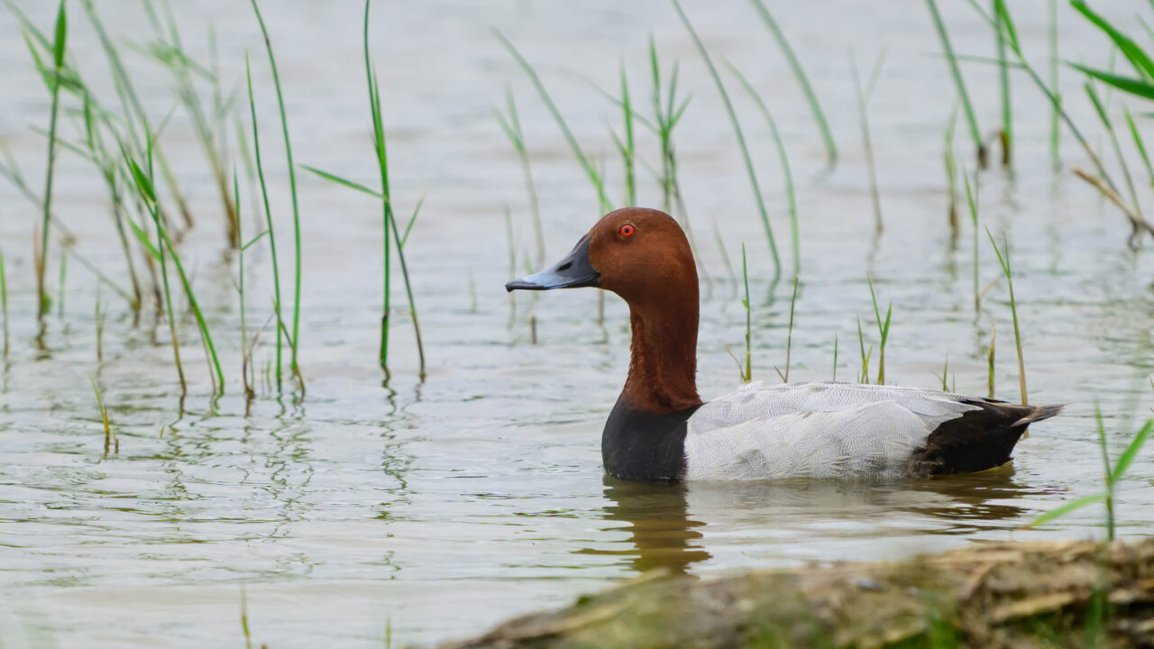 Le fuligule milouin en France