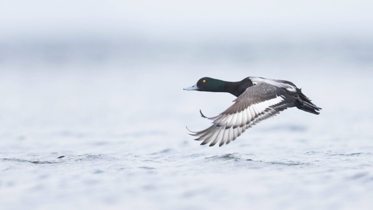 Le fuligule milouinan en France