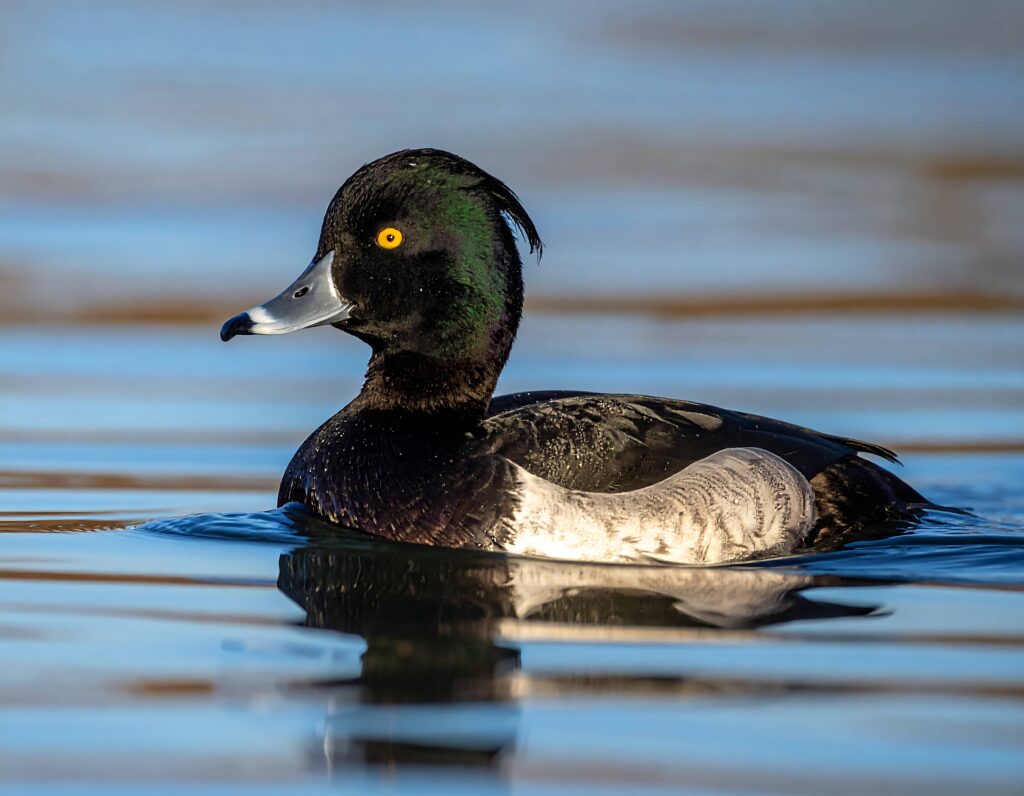 Le fuligule morillon en France